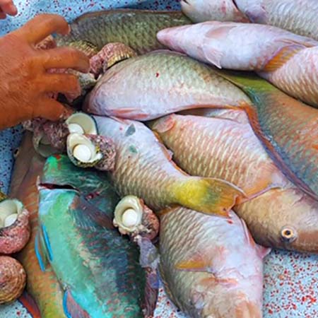 Pêche aux Tuamotu